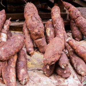 Manioc