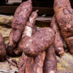 Manioc